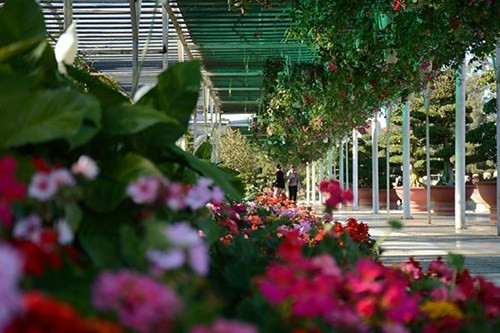 大叻城之花（组图） ảnh 2