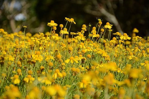 大叻城之花（组图） ảnh 5