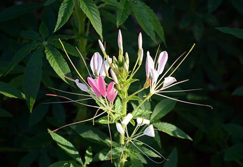 大叻城之花（组图） ảnh 12