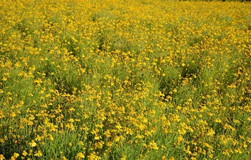 大叻城之花（组图） ảnh 6