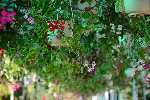 大叻城之花（组图） ảnh 3