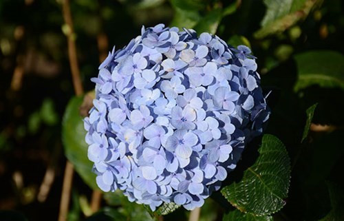 大叻城之花（组图） ảnh 13