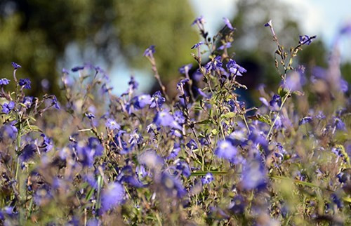 大叻城之花（组图） ảnh 11