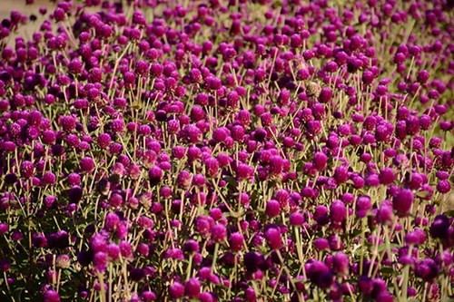 大叻城之花（组图） ảnh 9