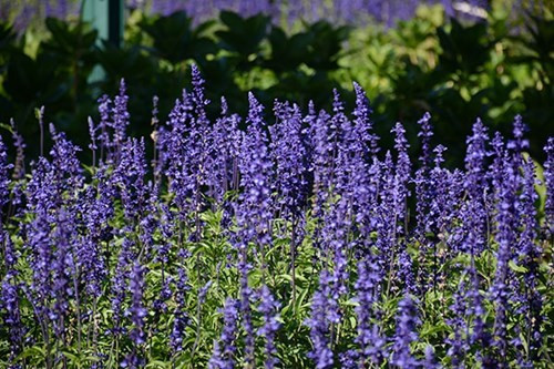 大叻城之花（组图） ảnh 7