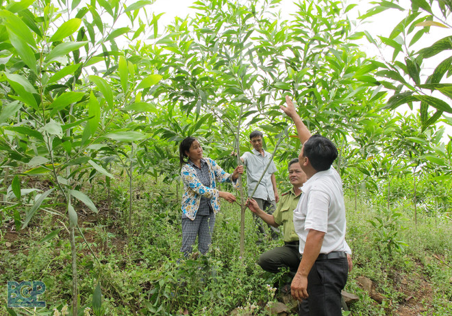 北江省大力推动林业产业链发展 ảnh 1