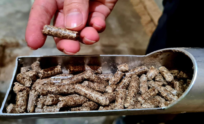 木屑和木颗粒出口增加 越南木材行业有望创汇165亿美元 ảnh 1