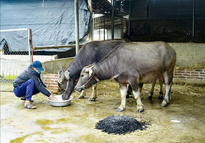冷空气加剧 越南北部转干冷天气 ảnh 2 冷空气加剧 越南北部转干冷天气 ảnh 2