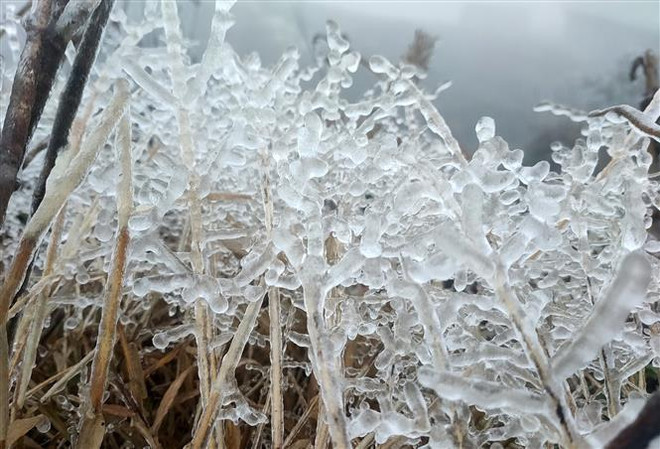 北部和清化地区低温灾害或将持续到2月22日 ảnh 1 北部和清化地区低温灾害或将持续到2月22日 ảnh 1