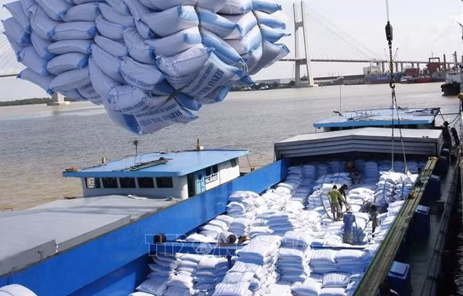 越南向韩国出口的5.51万吨大米获得5%的优惠税率 ảnh 1