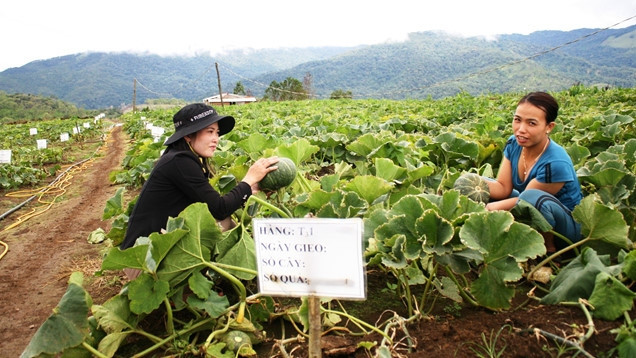 日本南瓜与越南广义省山靖县“结缘” ảnh 1 日本南瓜与越南广义省山靖县“结缘” ảnh 1