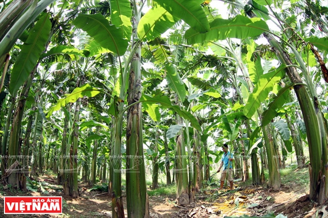 越南兴安省香蕉远销海外 ảnh 2