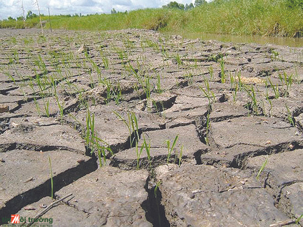 九龙江平原居民克服气候变化造成的影响 ảnh 1