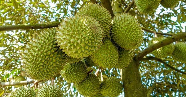 越南农产品出口亮点频现 出口额达550亿美元的目标可期 ảnh 2 越南农产品出口亮点频现 出口额达550亿美元的目标可期 ảnh 2