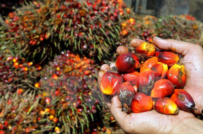 马来西亚和印尼同意成立棕油生产国委员会 ảnh 1 马来西亚和印尼同意成立棕油生产国委员会 ảnh 1
