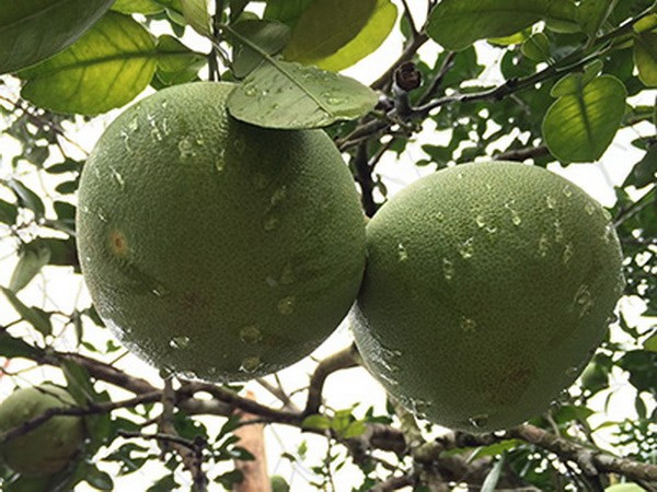 富寿省端雄柚子荣获荣获2015年越南农业金品牌奖 ảnh 1 富寿省端雄柚子荣获荣获2015年越南农业金品牌奖 ảnh 1