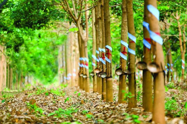 橡胶产业实现生产、加工和出口流程绿化 ảnh 1 橡胶产业实现生产、加工和出口流程绿化 ảnh 1