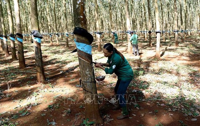 橡胶产业实现生产、加工和出口流程绿化 ảnh 2 橡胶产业实现生产、加工和出口流程绿化 ảnh 2