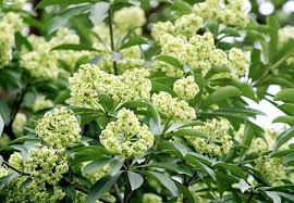 河内秋季与乳花 ảnh 1 河内秋季与乳花 ảnh 1