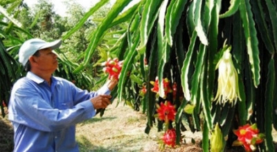 融入全球经济的背景下为农业破解难题(一):农民自我更新 ảnh 1 融入全球经济的背景下为农业破解难题(一):农民自我更新 ảnh 1