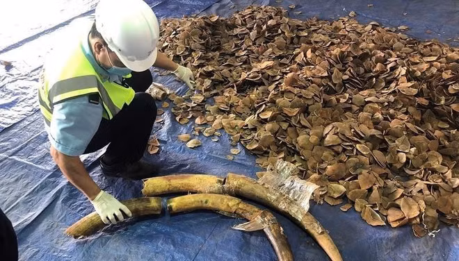 岘港市发现大量装有疑似象牙、穿山甲鳞片的货柜 ảnh 1