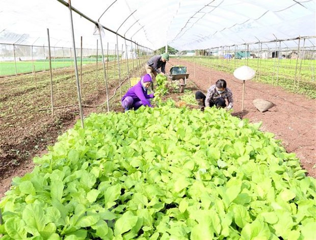河内市推动智慧农业发展 ảnh 1 河内市推动智慧农业发展 ảnh 1