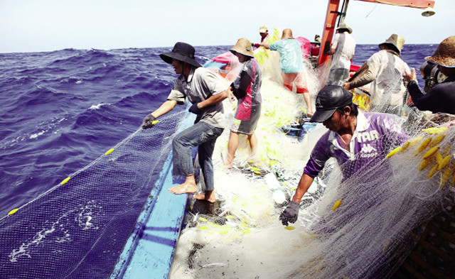 广平省年终丰收时节捕鱼忙 ảnh 1