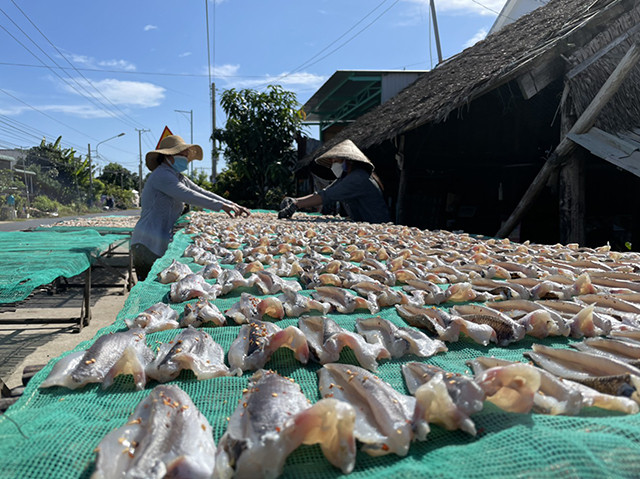 同塔省风干鱼村开足马力忙生产 力保春节期间向市场供应 ảnh 1 同塔省风干鱼村开足马力忙生产 力保春节期间向市场供应 ảnh 1