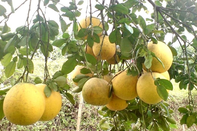 端雄柚子开拓国际市场 ảnh 1