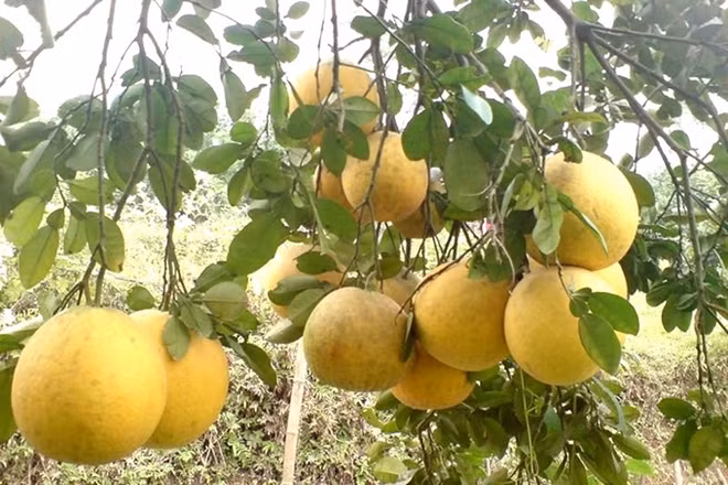 端雄柚子开拓国际市场 ảnh 1