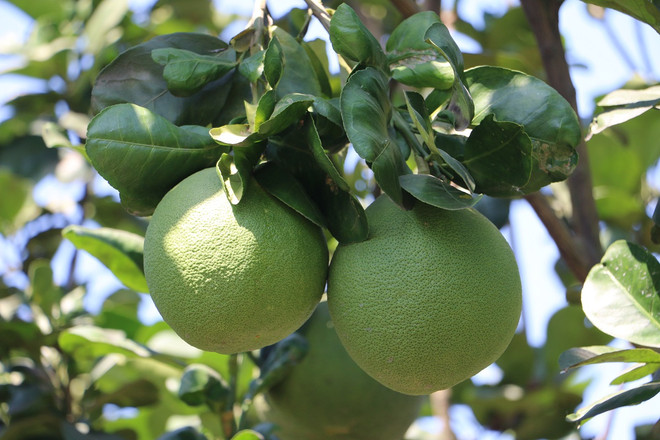 槟椥绿皮柚子首度赴远洋 ảnh 1 槟椥绿皮柚子首度赴远洋 ảnh 1