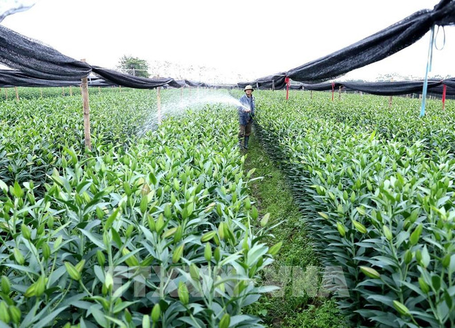 河内市加快农业结构调整促进农村可持续发展 ảnh 2 河内市加快农业结构调整促进农村可持续发展 ảnh 2