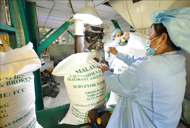 将越南大米从“数量”转向“质量”的助推剂 ảnh 2 将越南大米从“数量”转向“质量”的助推剂 ảnh 2