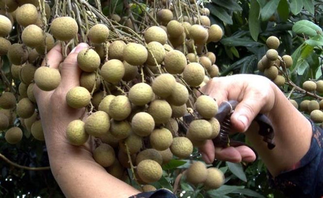 兴安省龙眼园采摘体验游受到游客青睐 ảnh 1 兴安省龙眼园采摘体验游受到游客青睐 ảnh 1