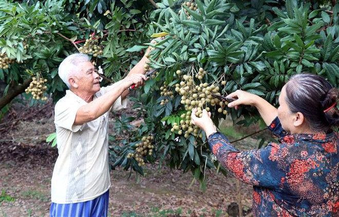 兴安省龙眼园采摘体验游受到游客青睐 ảnh 2 兴安省龙眼园采摘体验游受到游客青睐 ảnh 2