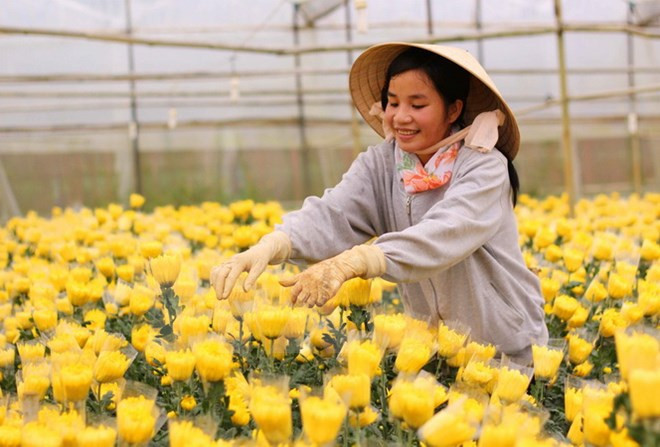 胡志明市与荷兰加强农业领域的合作 ảnh 1 胡志明市与荷兰加强农业领域的合作 ảnh 1