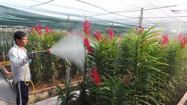 加入TPP越南农产品和劳务市场将迎来诸多机遇和挑战 ảnh 1 加入TPP越南农产品和劳务市场将迎来诸多机遇和挑战 ảnh 1