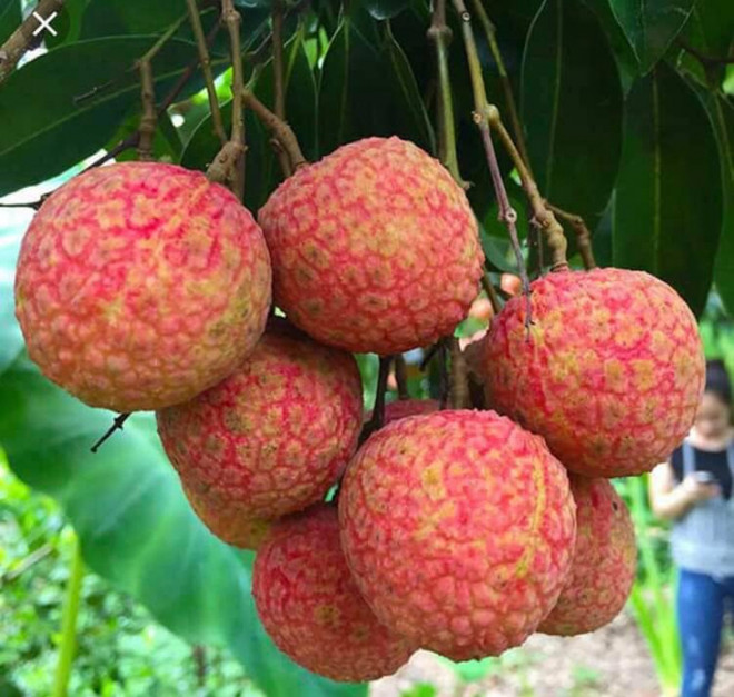 200名中国商人即将赴越寻购荔枝 ảnh 1 200名中国商人即将赴越寻购荔枝 ảnh 1