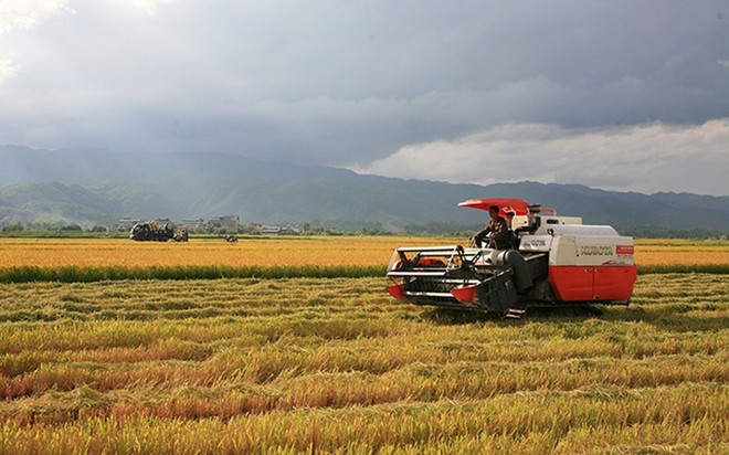 奠边省“一乡一产品”项目成绩喜人 ảnh 1