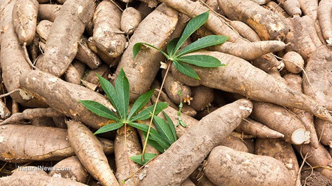 2020年前4月木薯出口量激增出口额下降 ảnh 1 2020年前4月木薯出口量激增出口额下降 ảnh 1