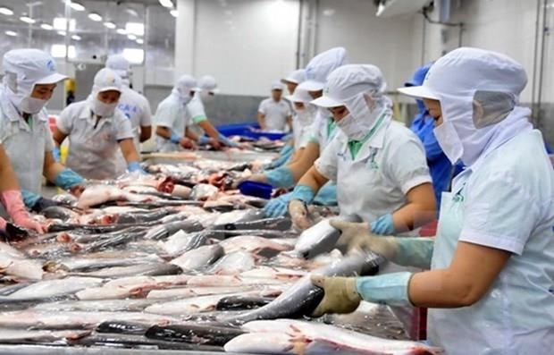 美国FSIS确认越南鲶鱼监管系统与美国等效 ảnh 1 美国FSIS确认越南鲶鱼监管系统与美国等效 ảnh 1