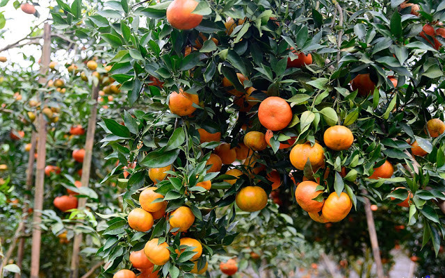 橙子树——安沛省文振县居民致富脱贫之树 ảnh 1 橙子树——安沛省文振县居民致富脱贫之树 ảnh 1