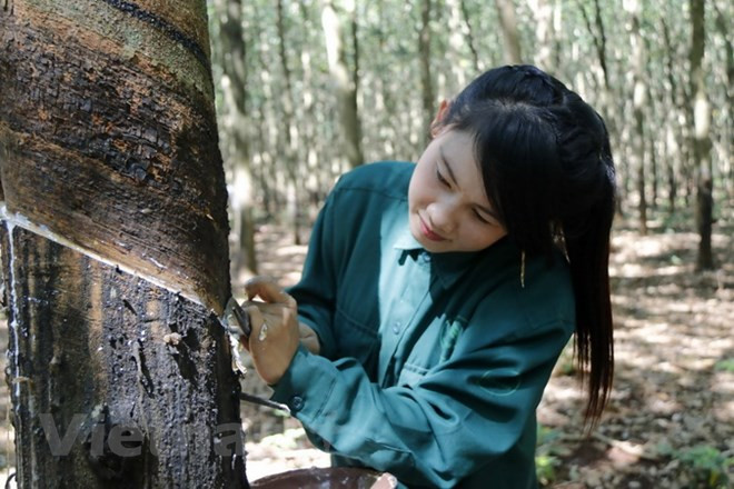 越南企业为助推老挝巴塞省经济社会发展做出积极贡献 ảnh 1 越南企业为助推老挝巴塞省经济社会发展做出积极贡献 ảnh 1