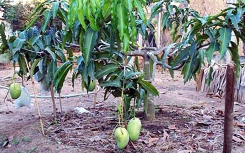 四季芒果协助沿海地区农民脱贫致富 ảnh 1 四季芒果协助沿海地区农民脱贫致富 ảnh 1