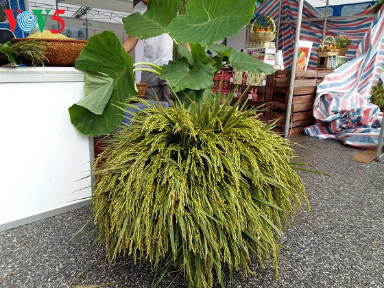 米池扁糯米片——河内的特产 ảnh 3