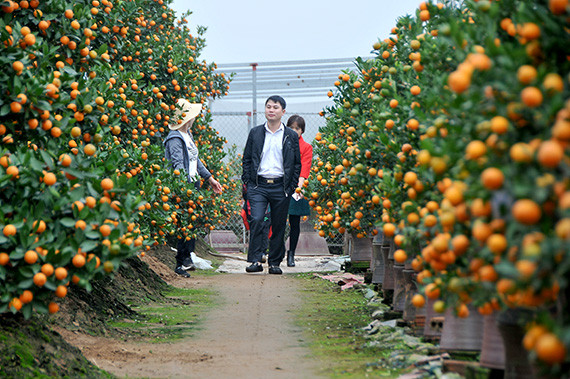 越南春节:金桔盆景畅销 ảnh 1 越南春节:金桔盆景畅销 ảnh 1