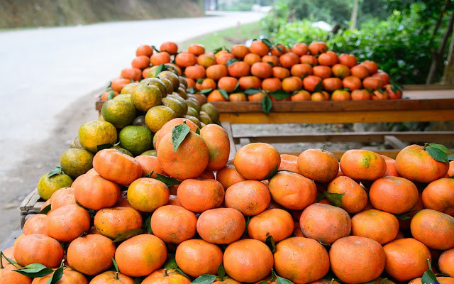 橙子树——安沛省文振县居民致富脱贫之树 ảnh 2 橙子树——安沛省文振县居民致富脱贫之树 ảnh 2