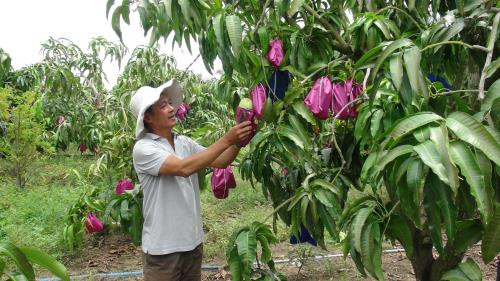 四季芒果协助沿海地区农民脱贫致富 ảnh 2 四季芒果协助沿海地区农民脱贫致富 ảnh 2