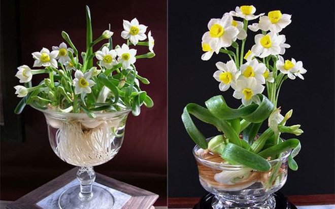 河内市民春节养水仙的乐趣 ảnh 1 河内市民春节养水仙的乐趣 ảnh 1