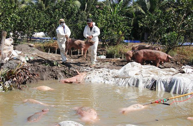 全国各地多措并举全力做好非洲猪瘟防控工作 ảnh 2 全国各地多措并举全力做好非洲猪瘟防控工作 ảnh 2